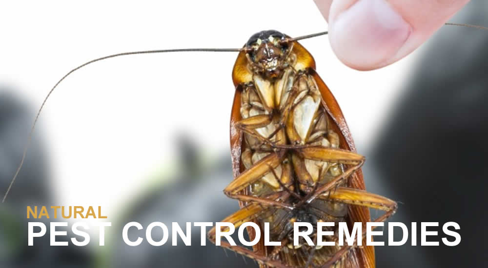 10 Natural Pest Control Tips